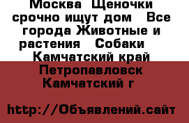 Москва! Щеночки срочно ищут дом - Все города Животные и растения » Собаки   . Камчатский край,Петропавловск-Камчатский г.